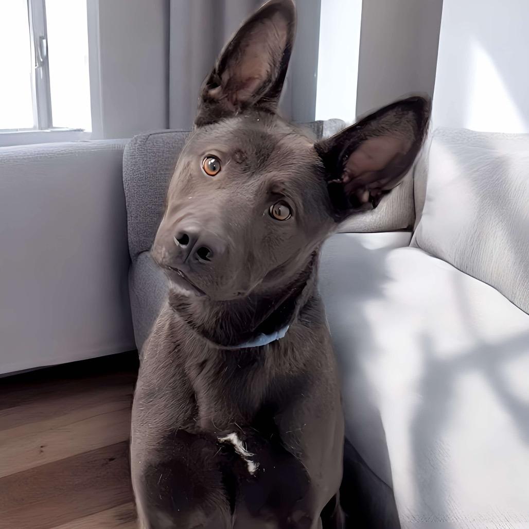 Goose, Adoptable, Adult Male Shepherd & Mixed Breed.