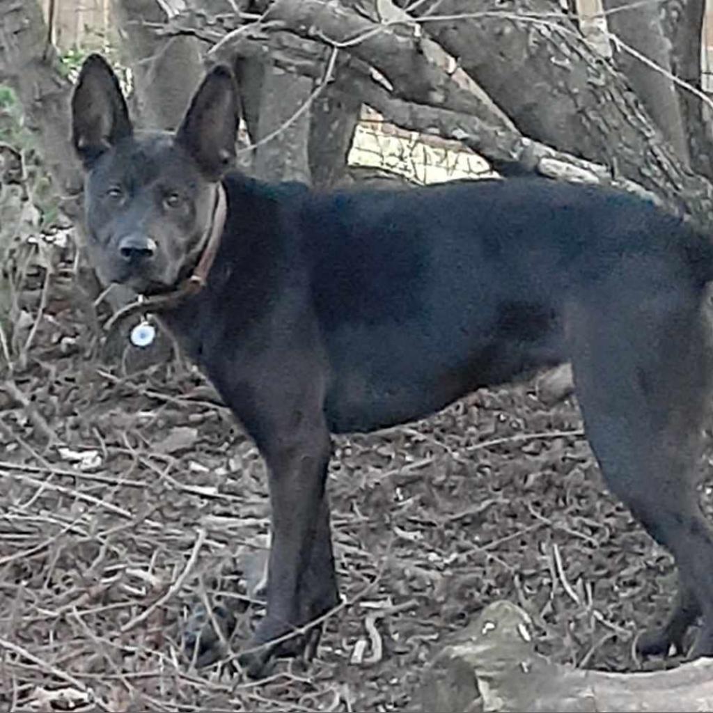 Enlarge Goose, a Adoptable mixed breed in Zimmerman, MN image 2/6