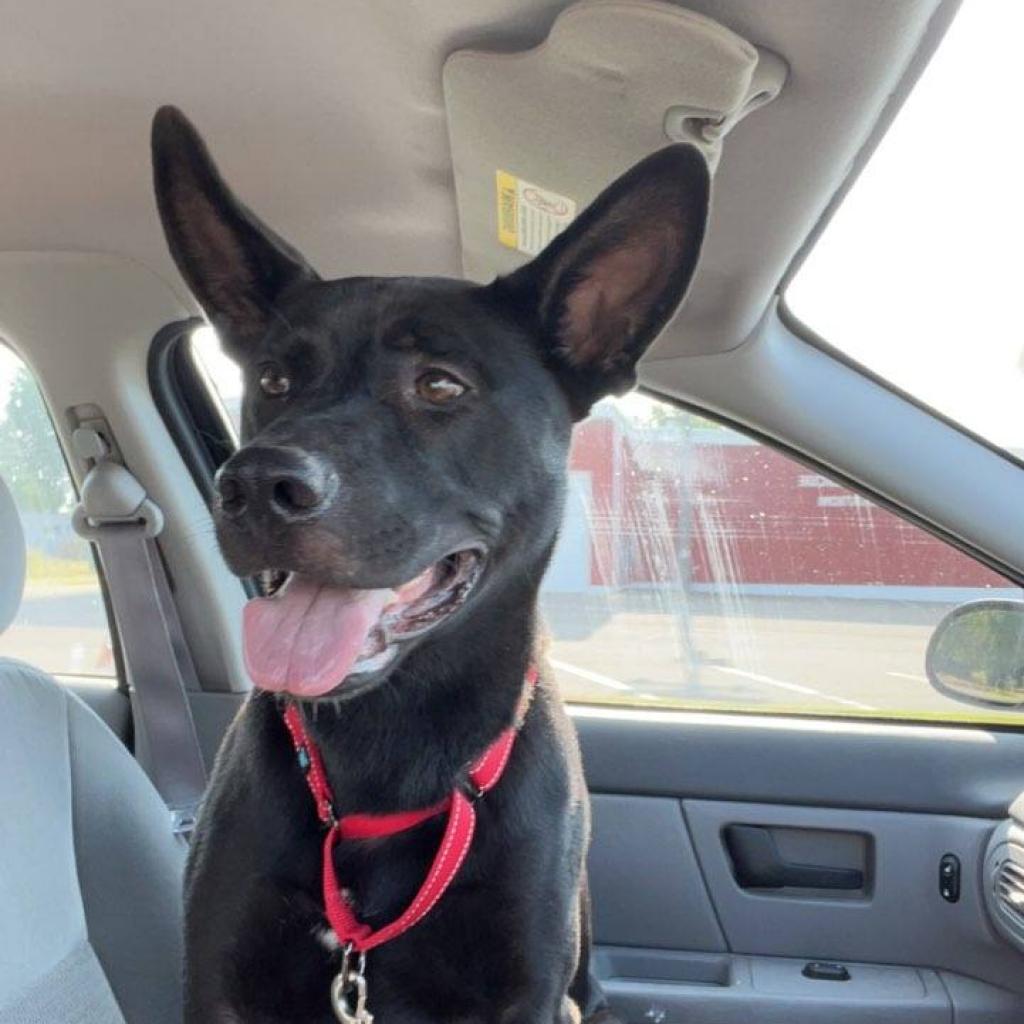 Enlarge Goose, a Adoptable mixed breed in Zimmerman, MN image 4/6