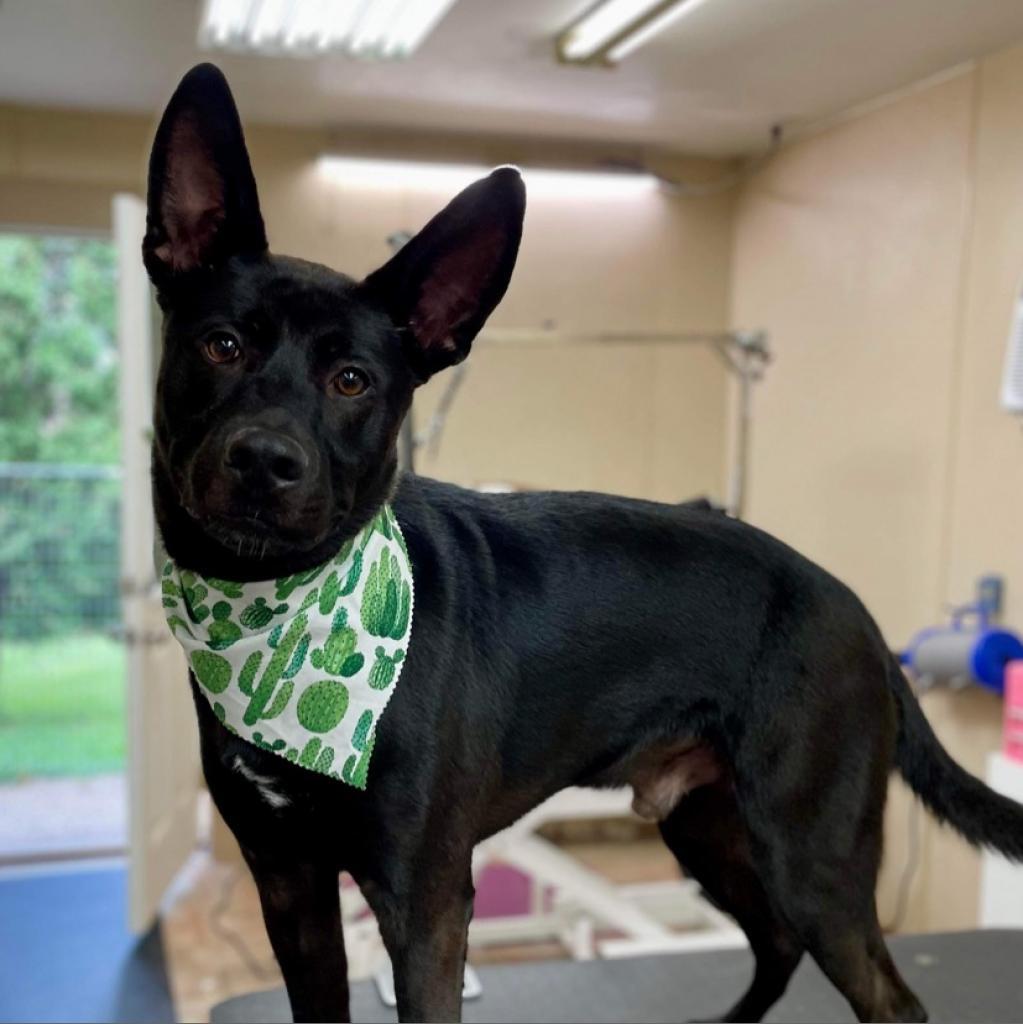 Enlarge Goose, a Adoptable mixed breed in Zimmerman, MN image 6/6