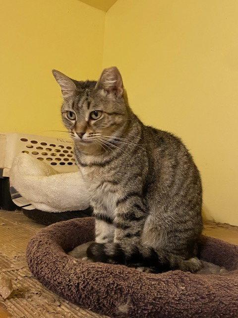 Enlarge Craft, a Adoptable Domestic Short Hair in Escondido, CA image 1/3