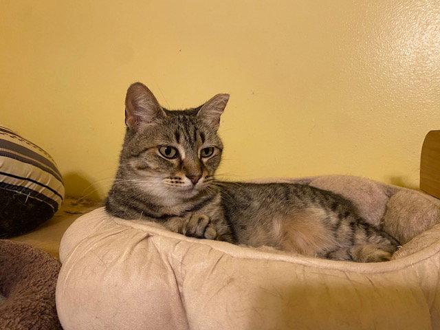 Enlarge Craft, a Adoptable Domestic Short Hair in Escondido, CA image 2/3