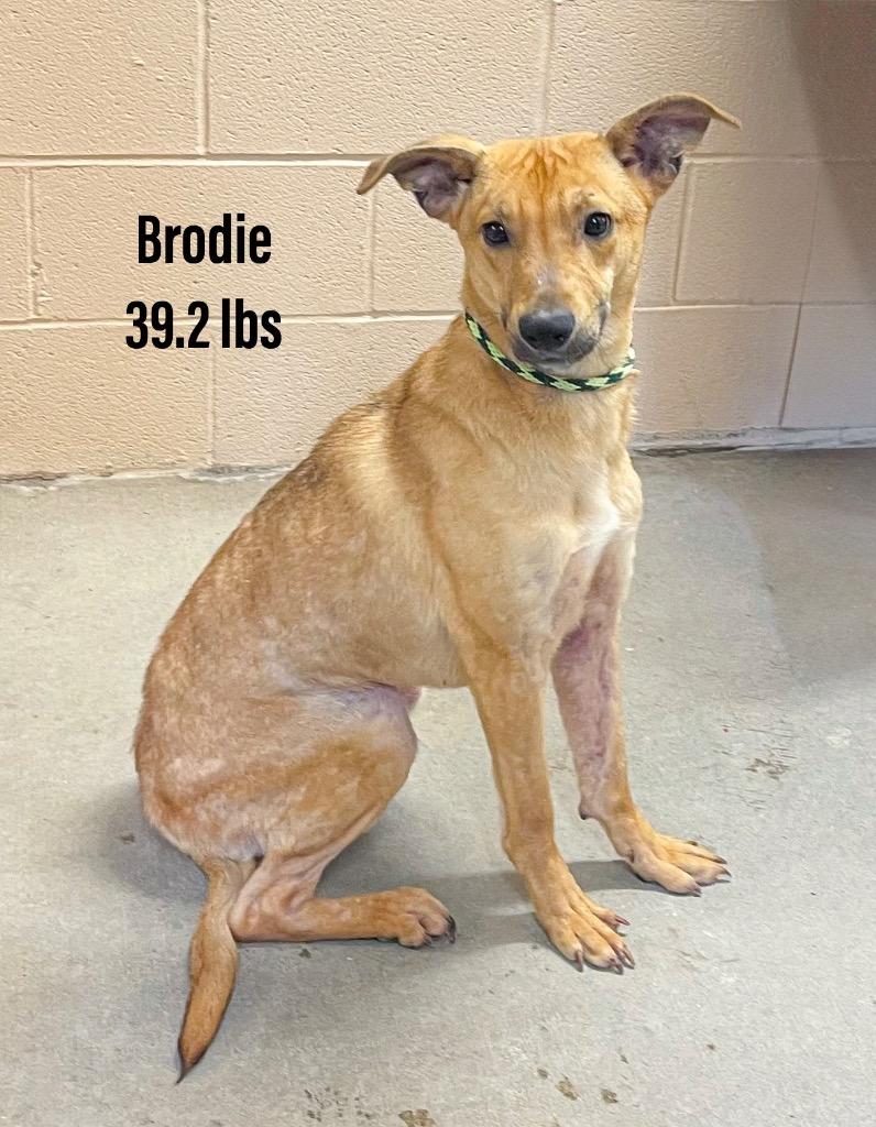 Brodie, Adoptable, Young Male Labrador Retriever & Whippet.
