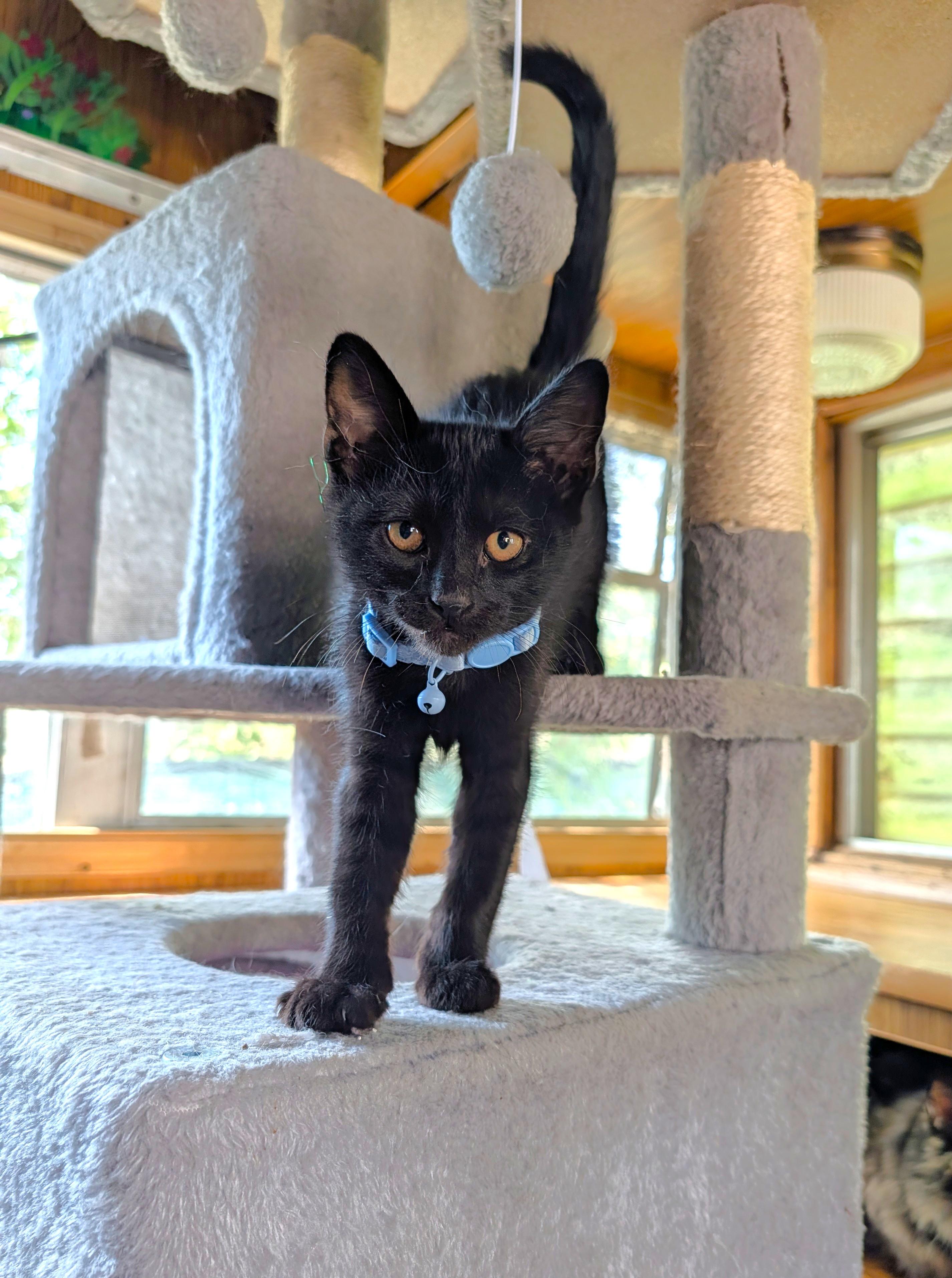 Enlarge Binx, an adopted Domestic Short Hair in Washoe Valley, NV image 1/4