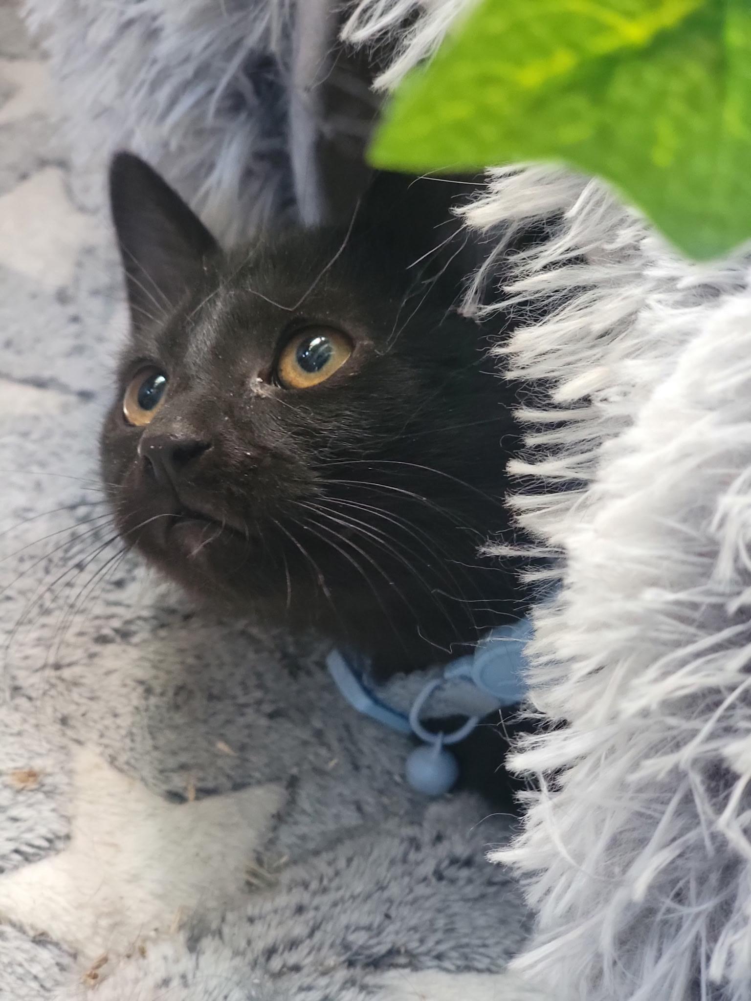 Enlarge Binx, an adopted Domestic Short Hair in Washoe Valley, NV image 3/4