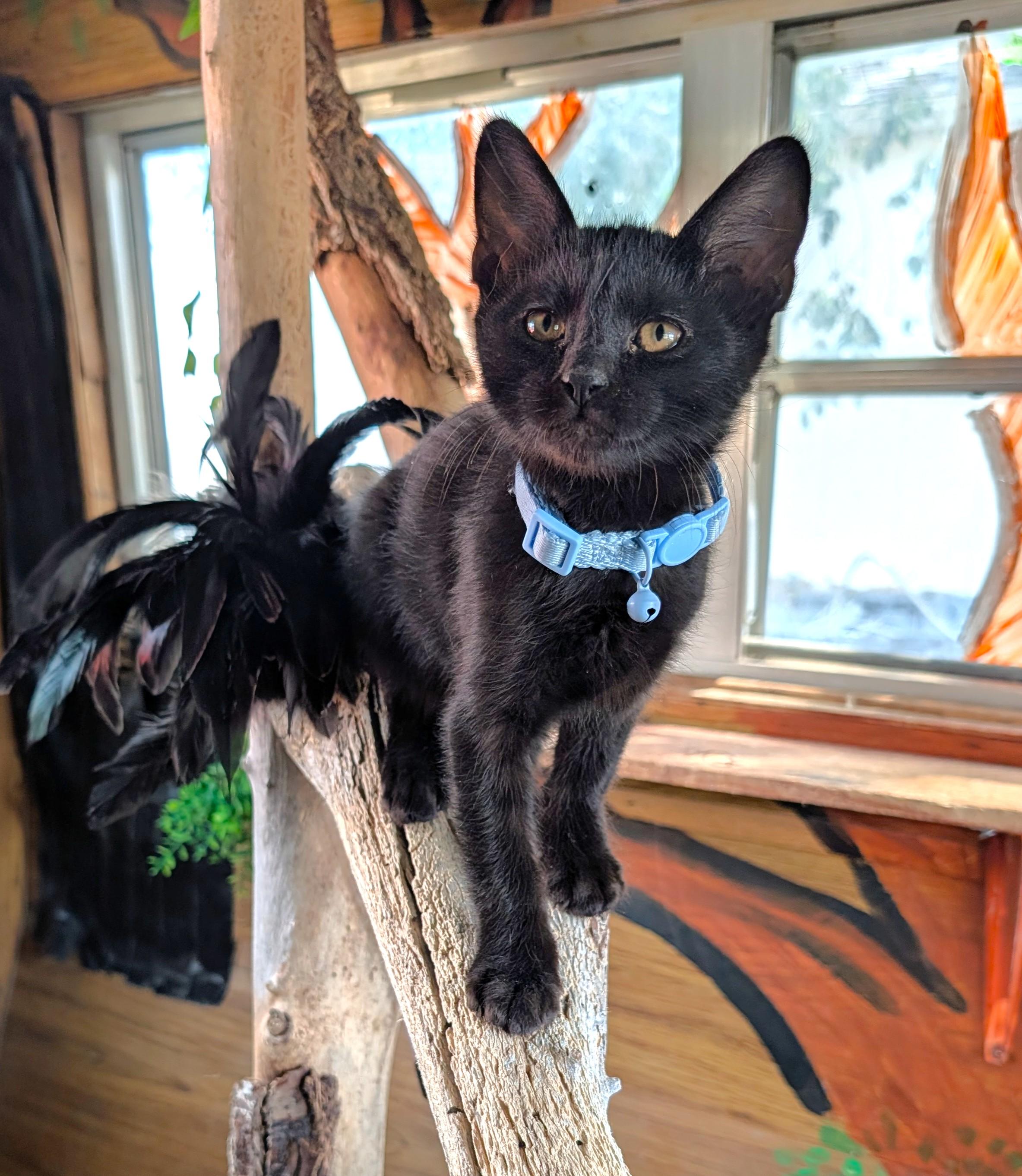 Enlarge Binx, an adopted Domestic Short Hair in Washoe Valley, NV image 2/4