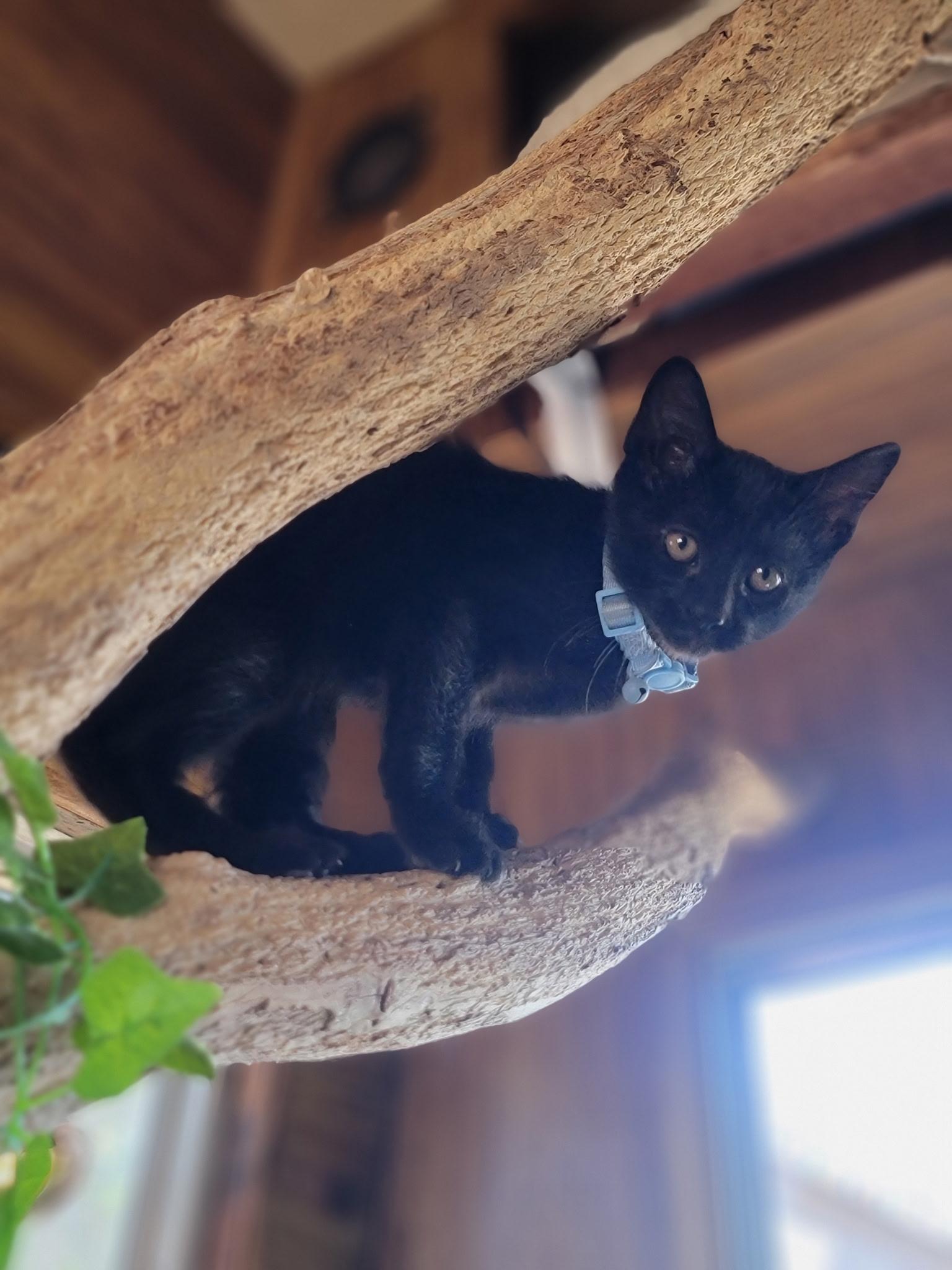 Enlarge Binx, an adopted Domestic Short Hair in Washoe Valley, NV image 4/4