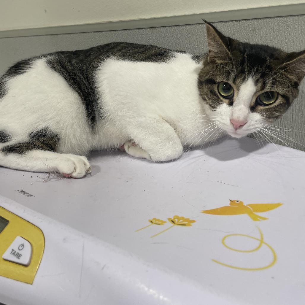 Hasta, Adoptable, Adult Female Domestic Short Hair & Domestic Short Hair.