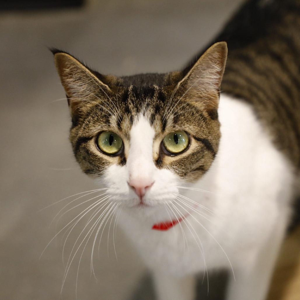 Enlarge Hasta, a Adoptable mixed breed in Palm Springs, CA image 2/2