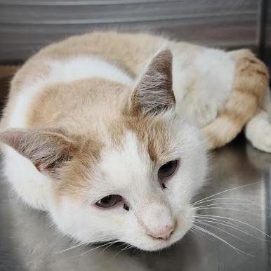 Roshi, Adoptable, Adult Male Domestic Short Hair.