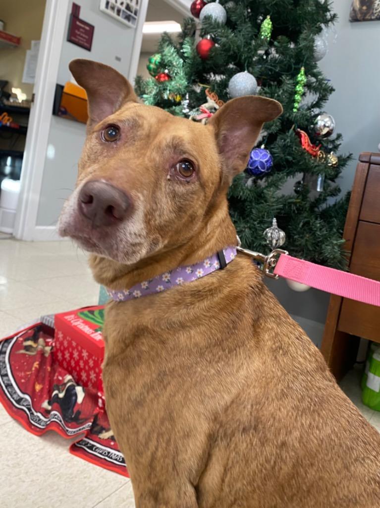 Maui, Adoptable, Adult Female Shepherd & Mixed Breed.