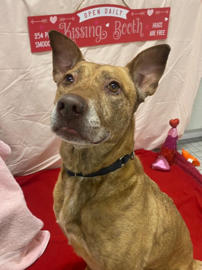 Enlarge Maui, a Adoptable mixed breed in Fall River, MA image 1/6