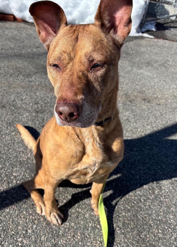 Maui, Adoptable, Adult Female Shepherd & Mixed Breed.