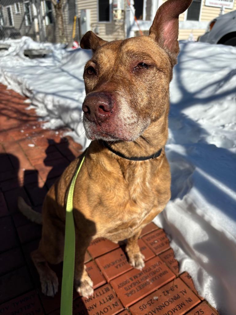 Enlarge Maui, a Adoptable mixed breed in Fall River, MA image 3/6