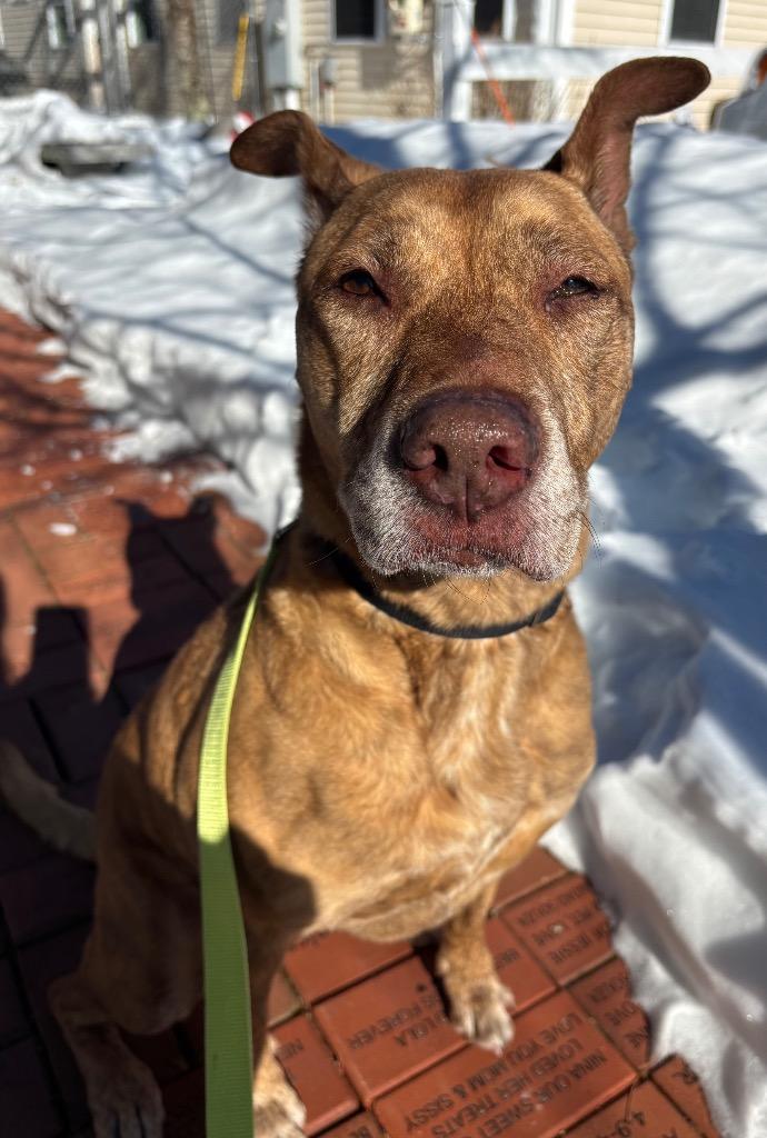 Enlarge Maui, a Adoptable mixed breed in Fall River, MA image 2/6