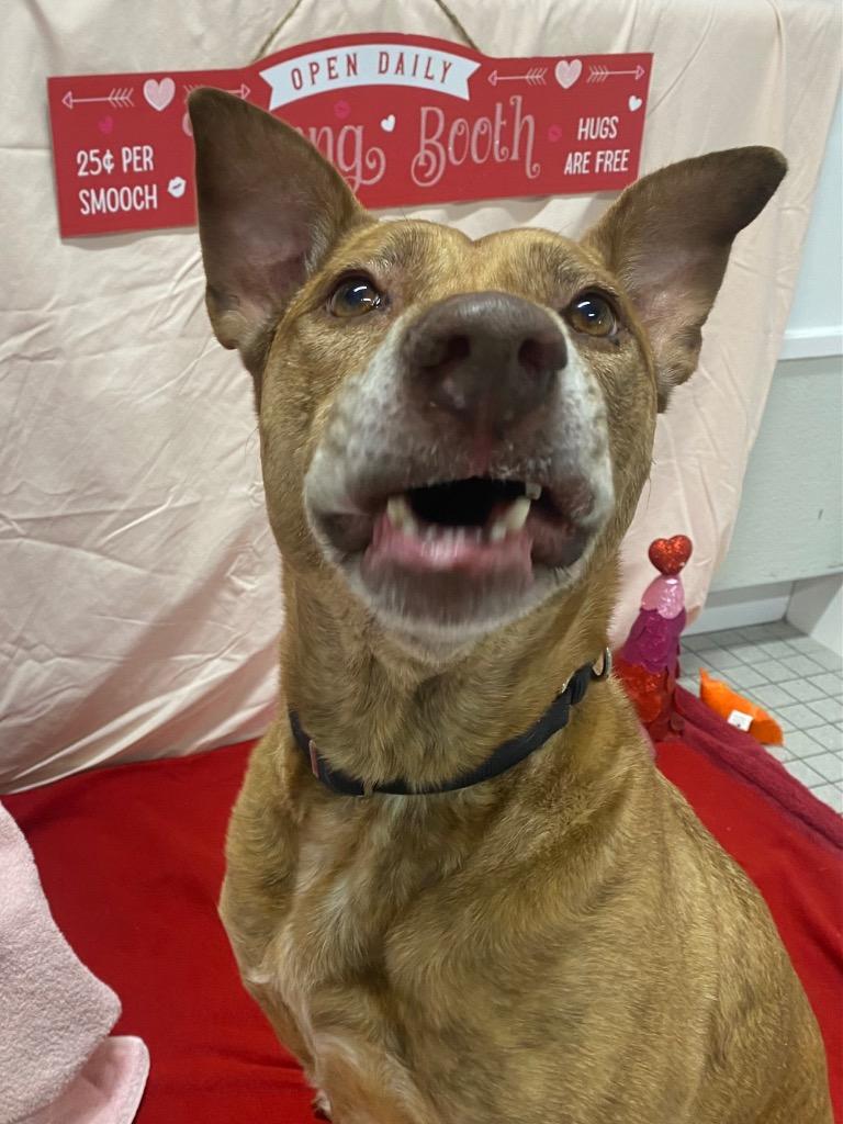 Enlarge Maui, a Adoptable mixed breed in Fall River, MA image 4/6