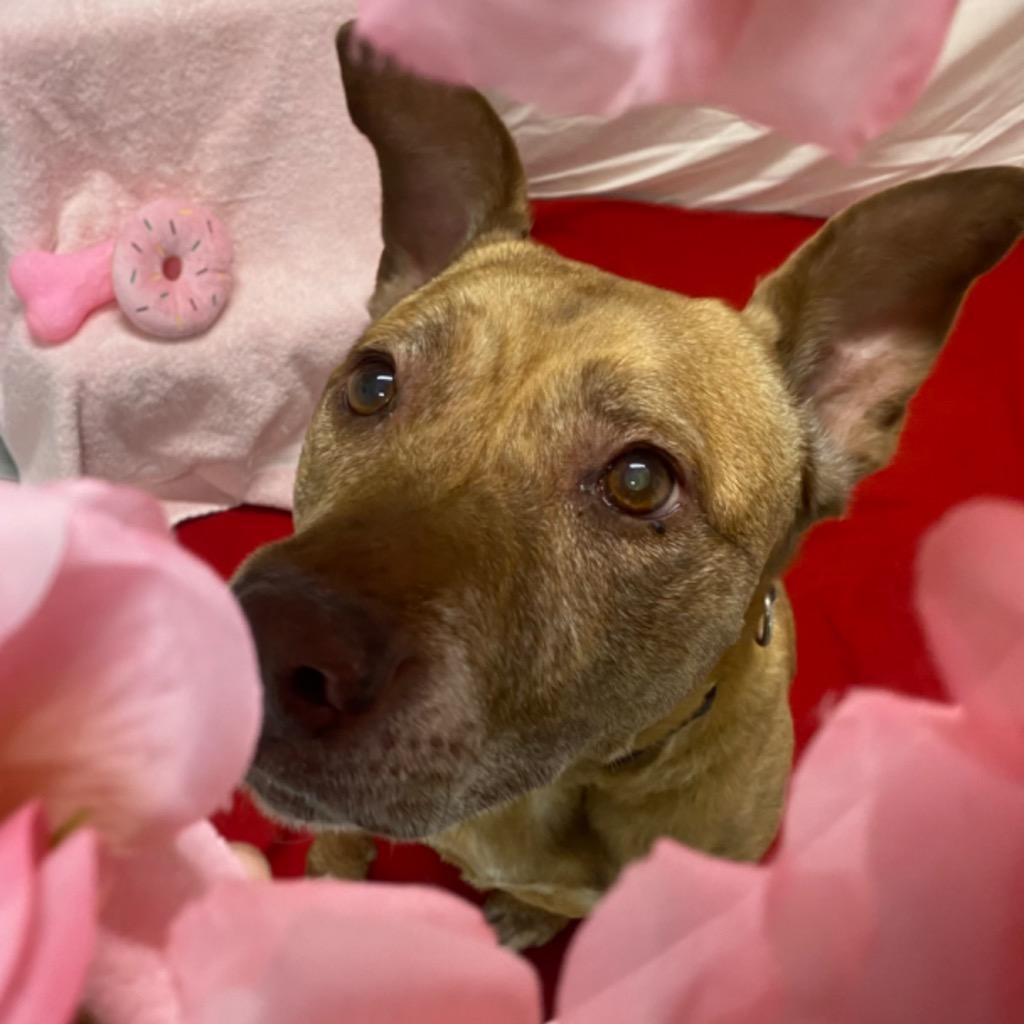 Enlarge Maui, a Adoptable mixed breed in Fall River, MA image 5/6