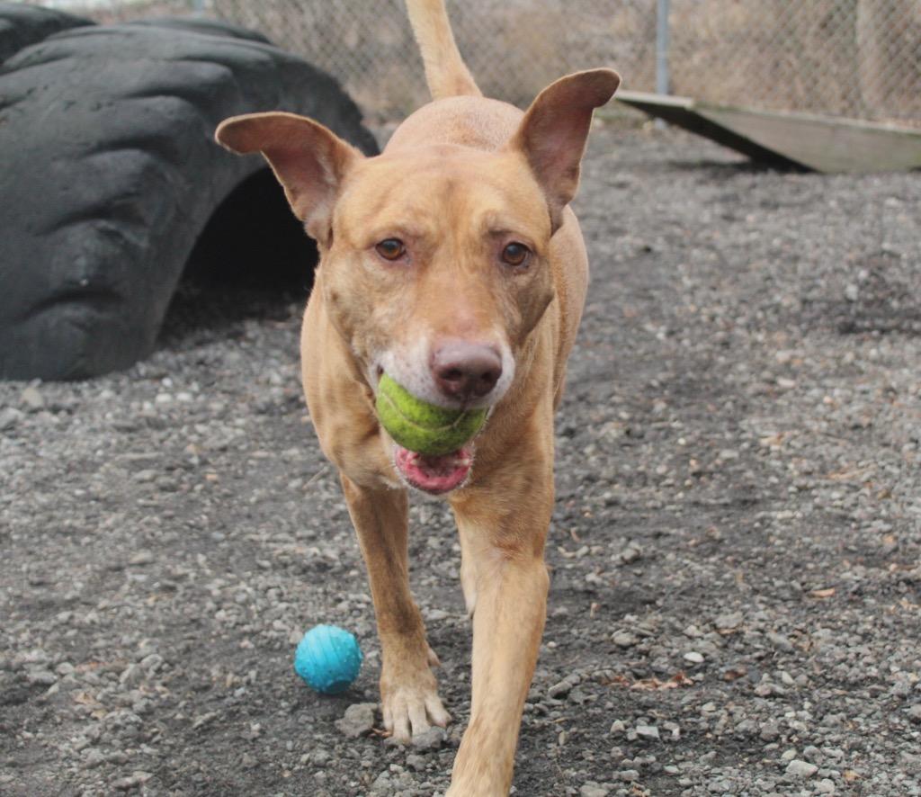 Enlarge Maui, a Adoptable mixed breed in Fall River, MA image 4/6