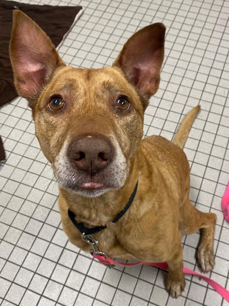 Enlarge Maui, a Adoptable mixed breed in Fall River, MA image 6/6