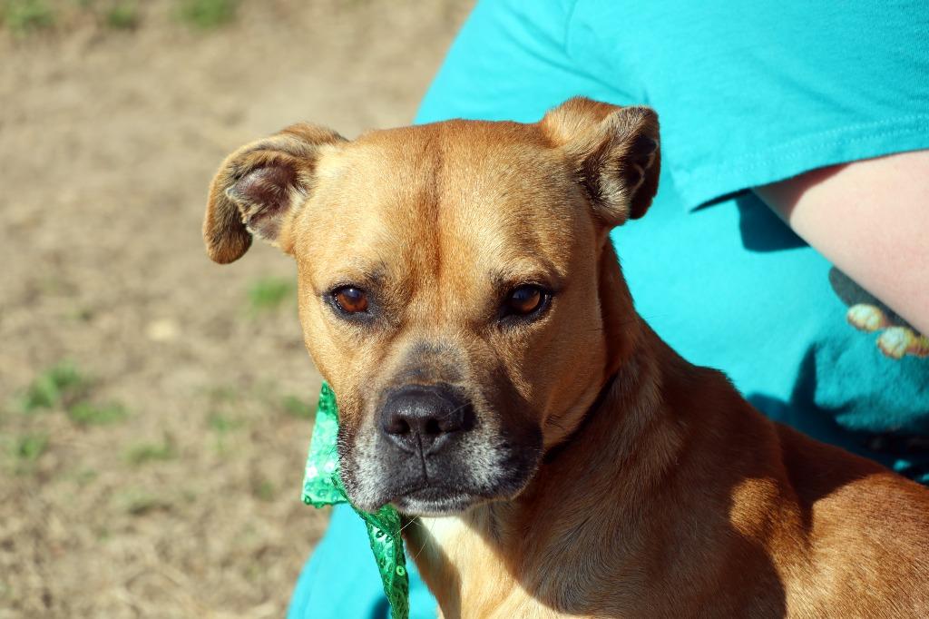 Jack, Adoptable, Adult Male Mixed Breed.