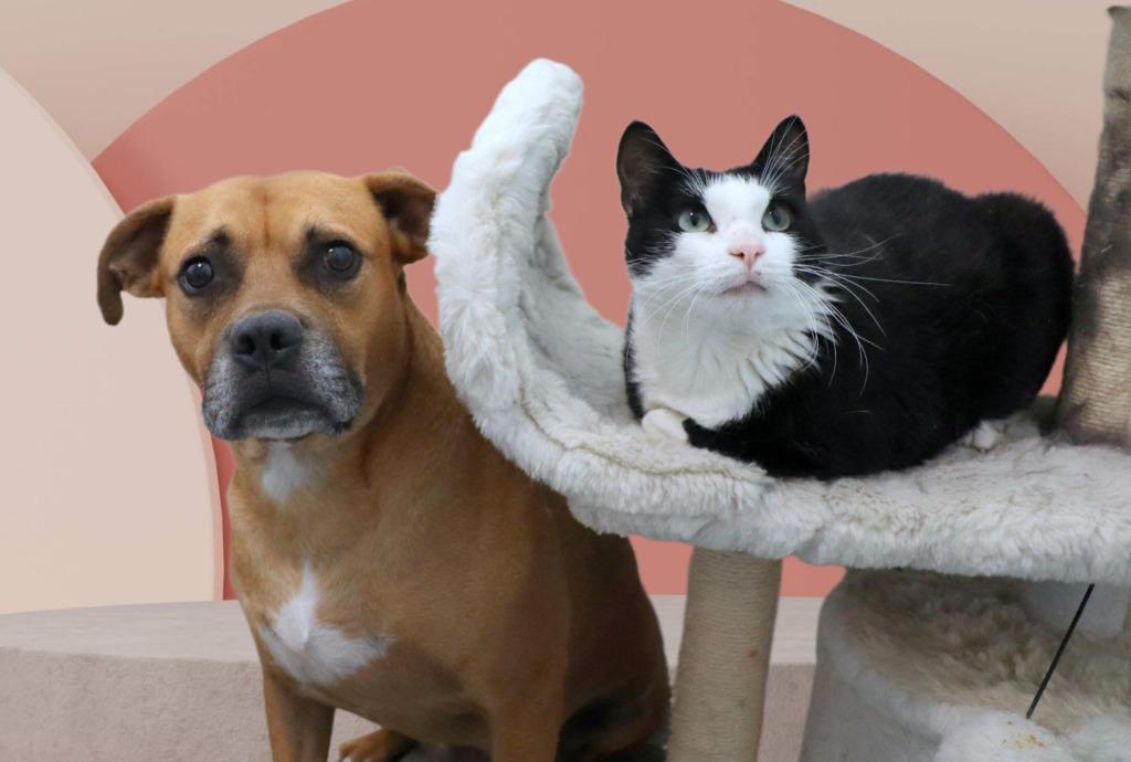 Jack, a Adoptable Mixed Breed in Jonesboro, AR image 2/5