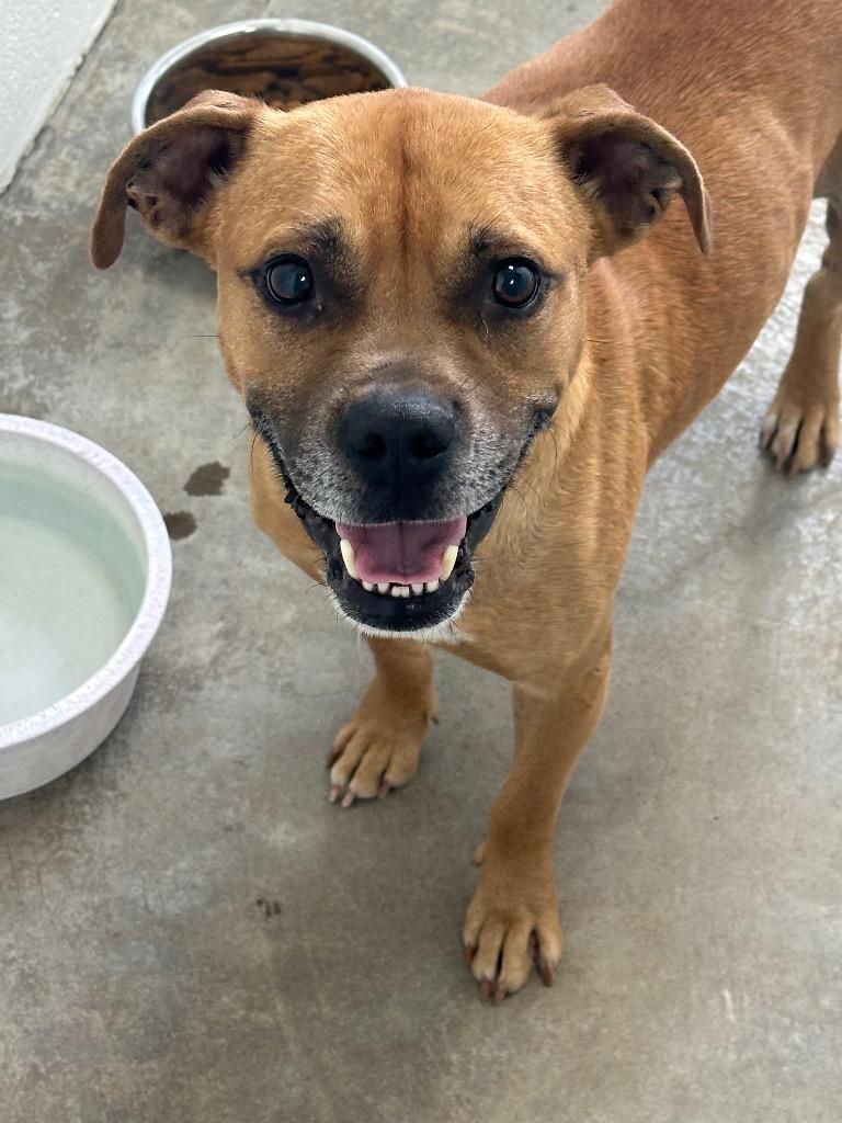 Jack, a Adoptable Mixed Breed in Jonesboro, AR image 3/5