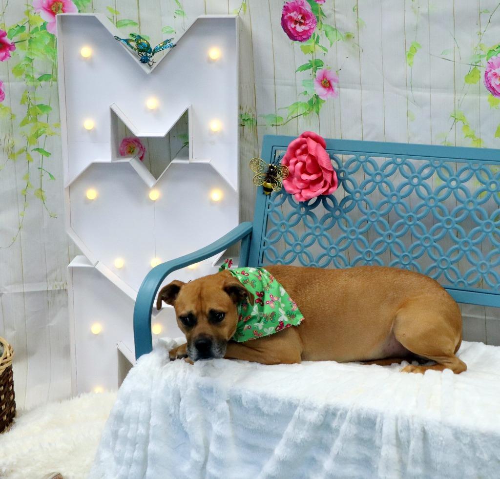 Jack, a Adoptable Mixed Breed in Jonesboro, AR image 5/5