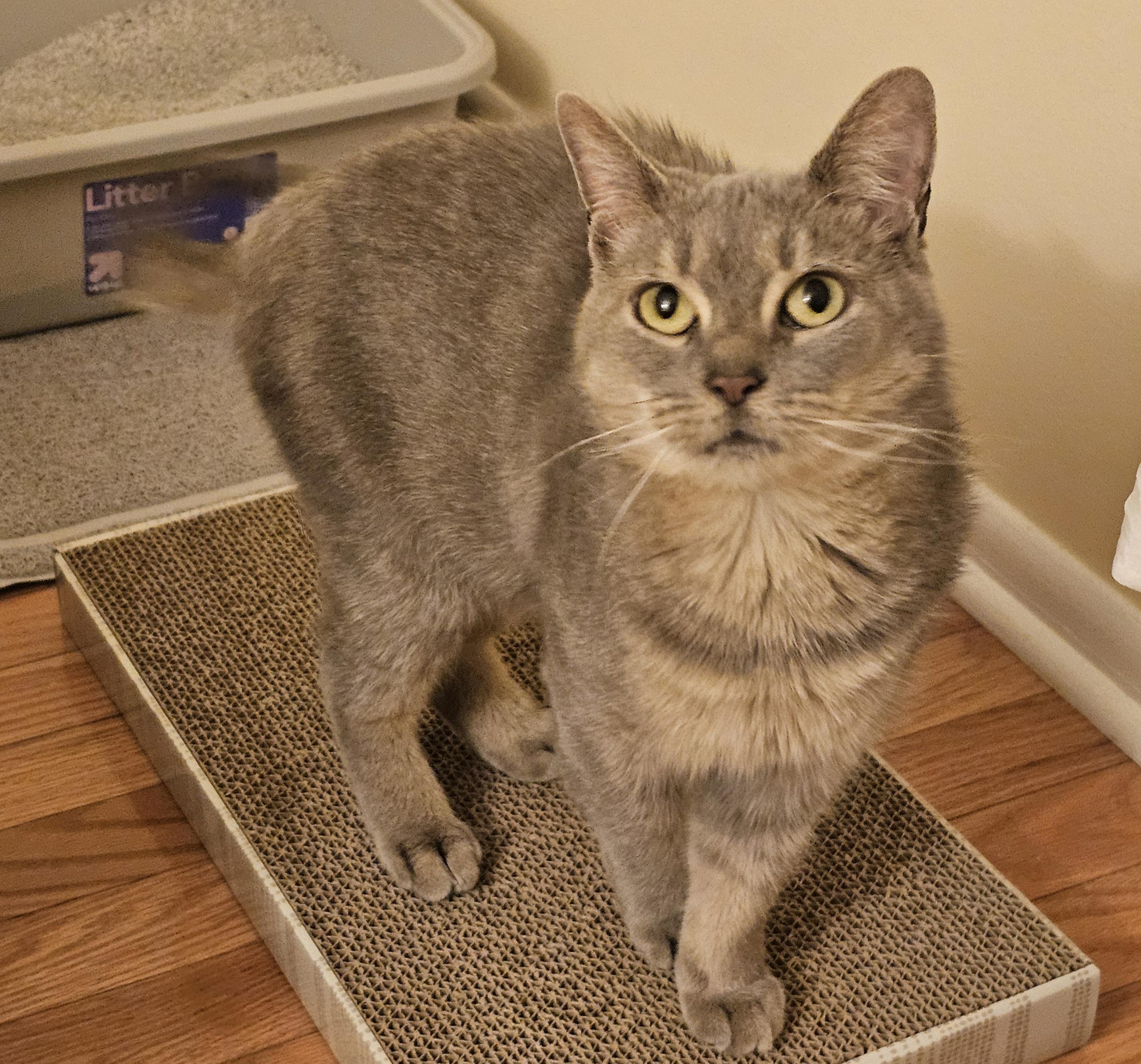 Enlarge Etta, a ADOPTABLE Domestic Short Hair in Pittsburgh, PA image 3/6
