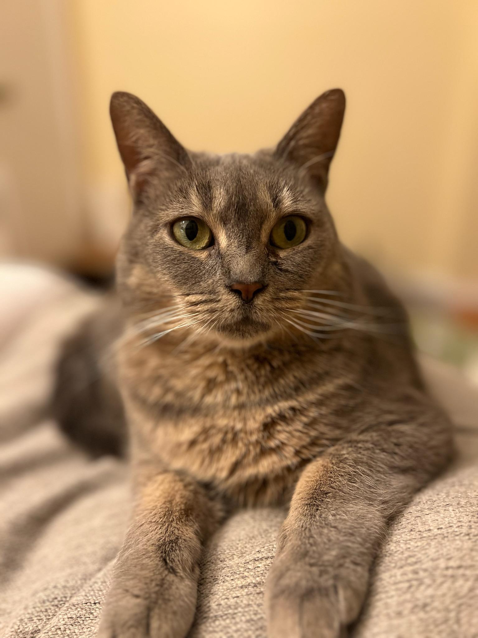 Enlarge Etta, a ADOPTABLE Domestic Short Hair in Pittsburgh, PA image 4/6