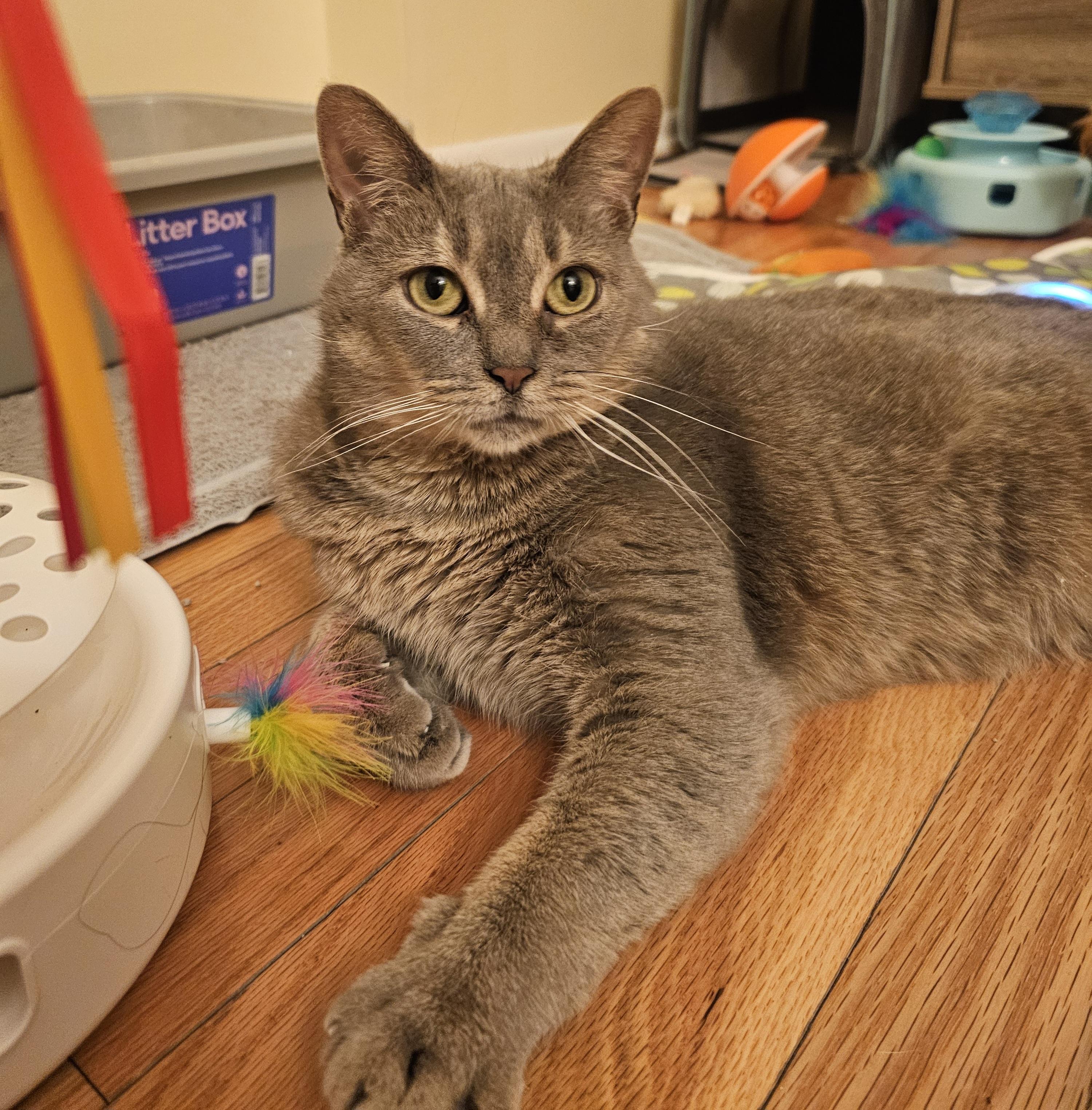 Enlarge Etta, a ADOPTABLE Domestic Short Hair in Pittsburgh, PA image 5/6