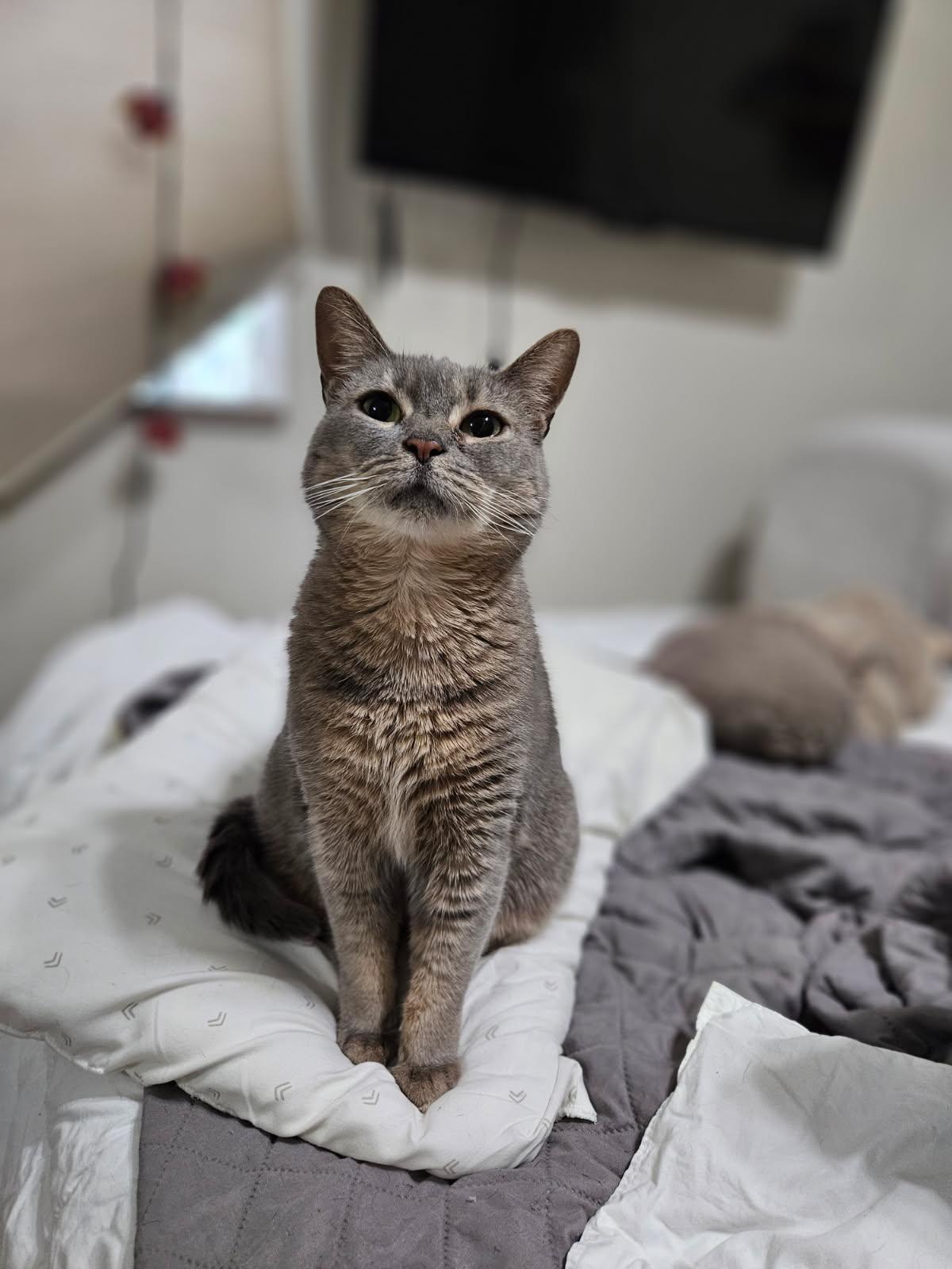 Enlarge Etta, a ADOPTABLE Domestic Short Hair in Pittsburgh, PA image 1/6