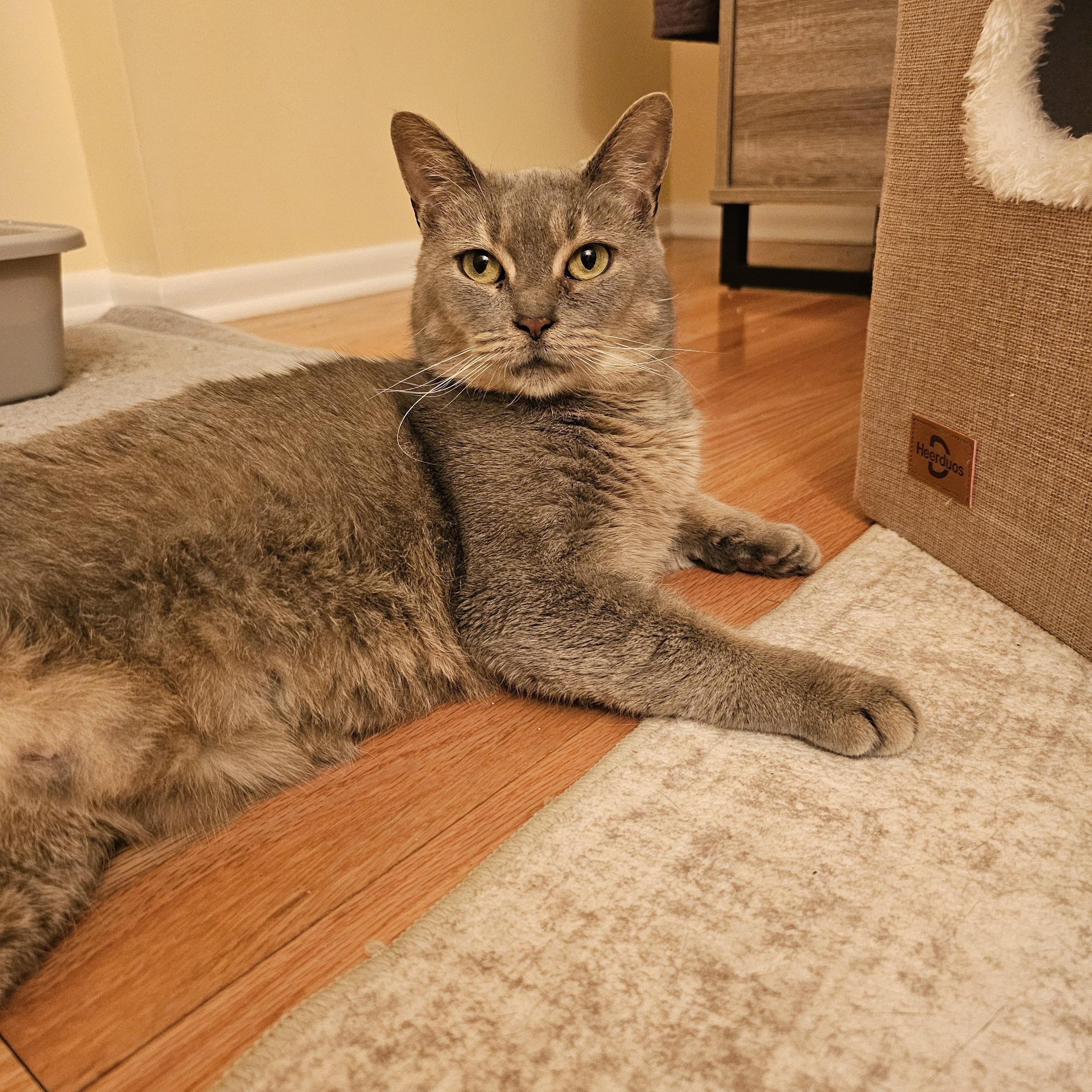 Enlarge Etta, a ADOPTABLE Domestic Short Hair in Pittsburgh, PA image 2/6