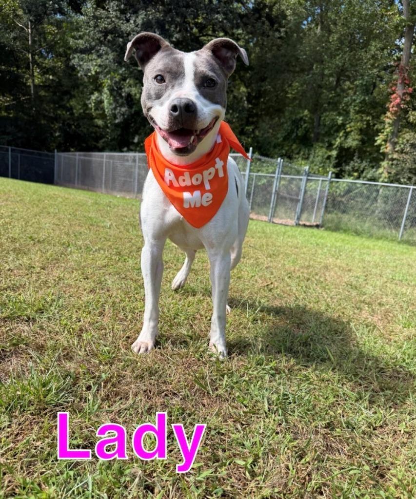 Enlarge LADY, a Adoptable mixed breed in Hastings, MI image 1/5