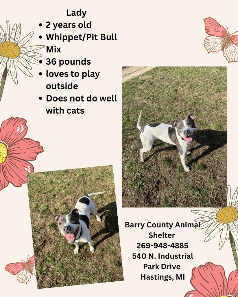 LADY, a Adoptable mixed breed in Hastings, MI image 1/3