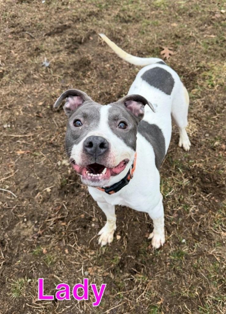 LADY, a Adoptable mixed breed in Hastings, MI image 1/2