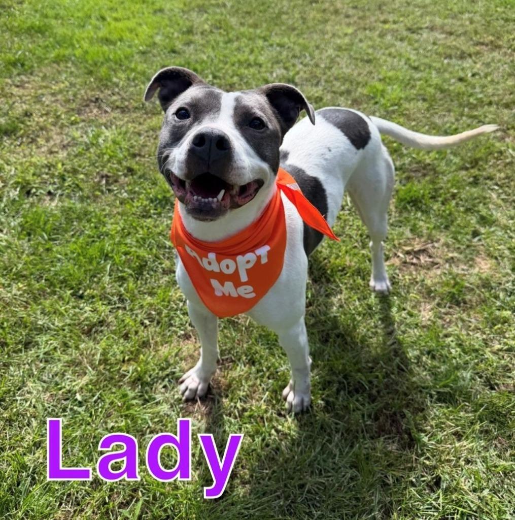 Enlarge LADY, a Adoptable mixed breed in Hastings, MI image 4/5