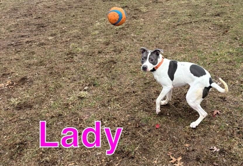 LADY, a Adoptable mixed breed in Hastings, MI image 2/2