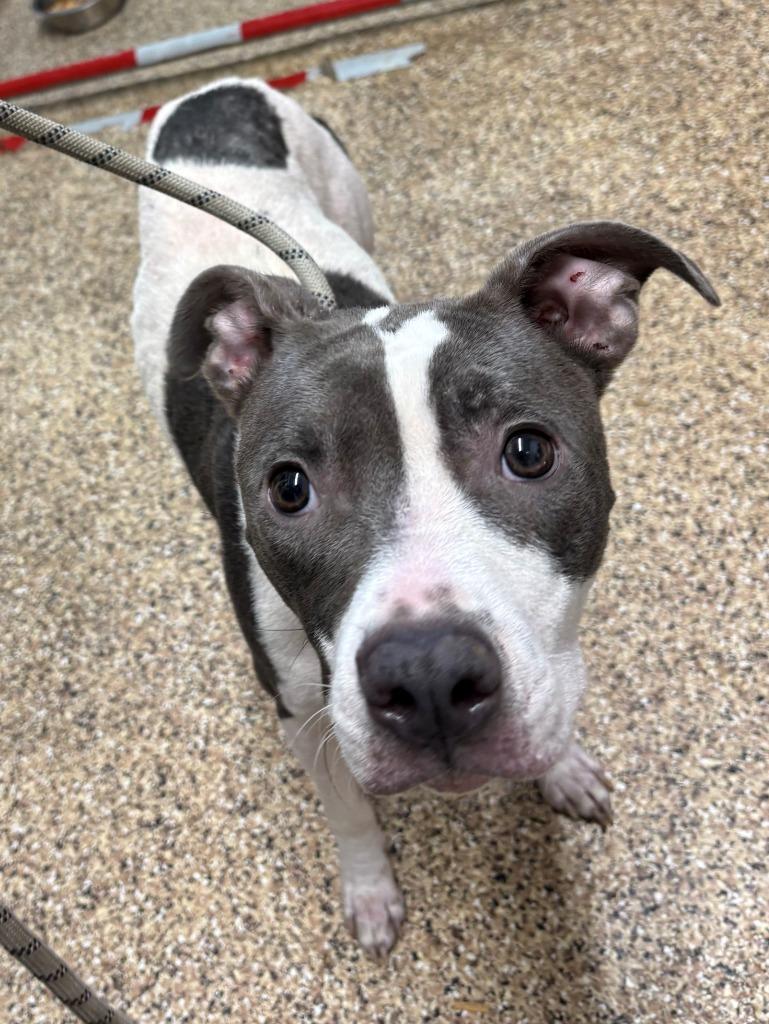 LADY, Adoptable, Adult Female Whippet & Labrador Retriever.