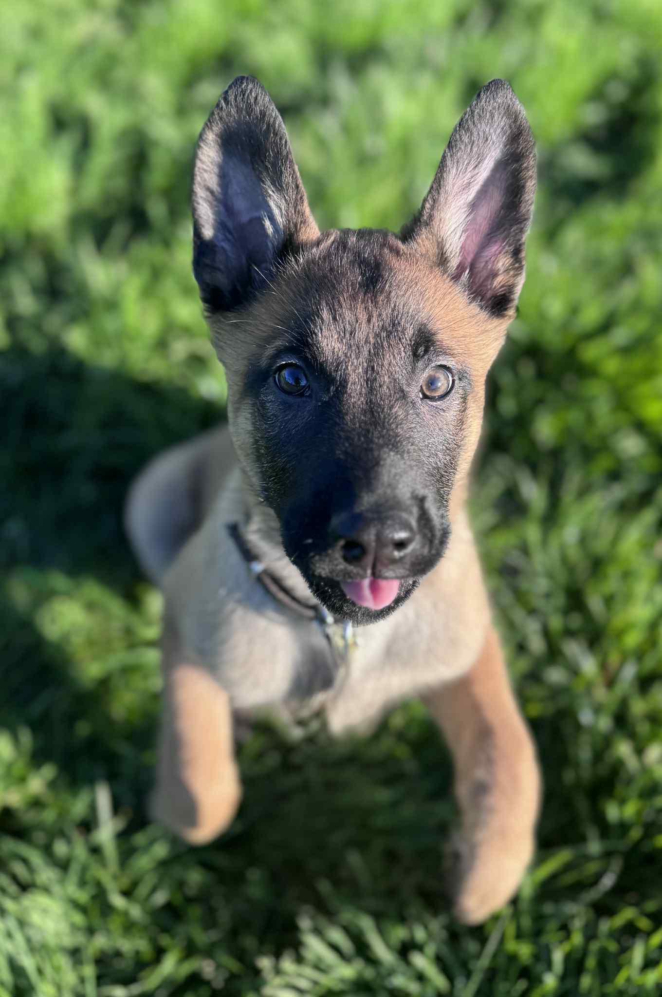 Enlarge Zeon, a Adopted Belgian Shepherd / Malinois in Vancouver, WA image 1/5