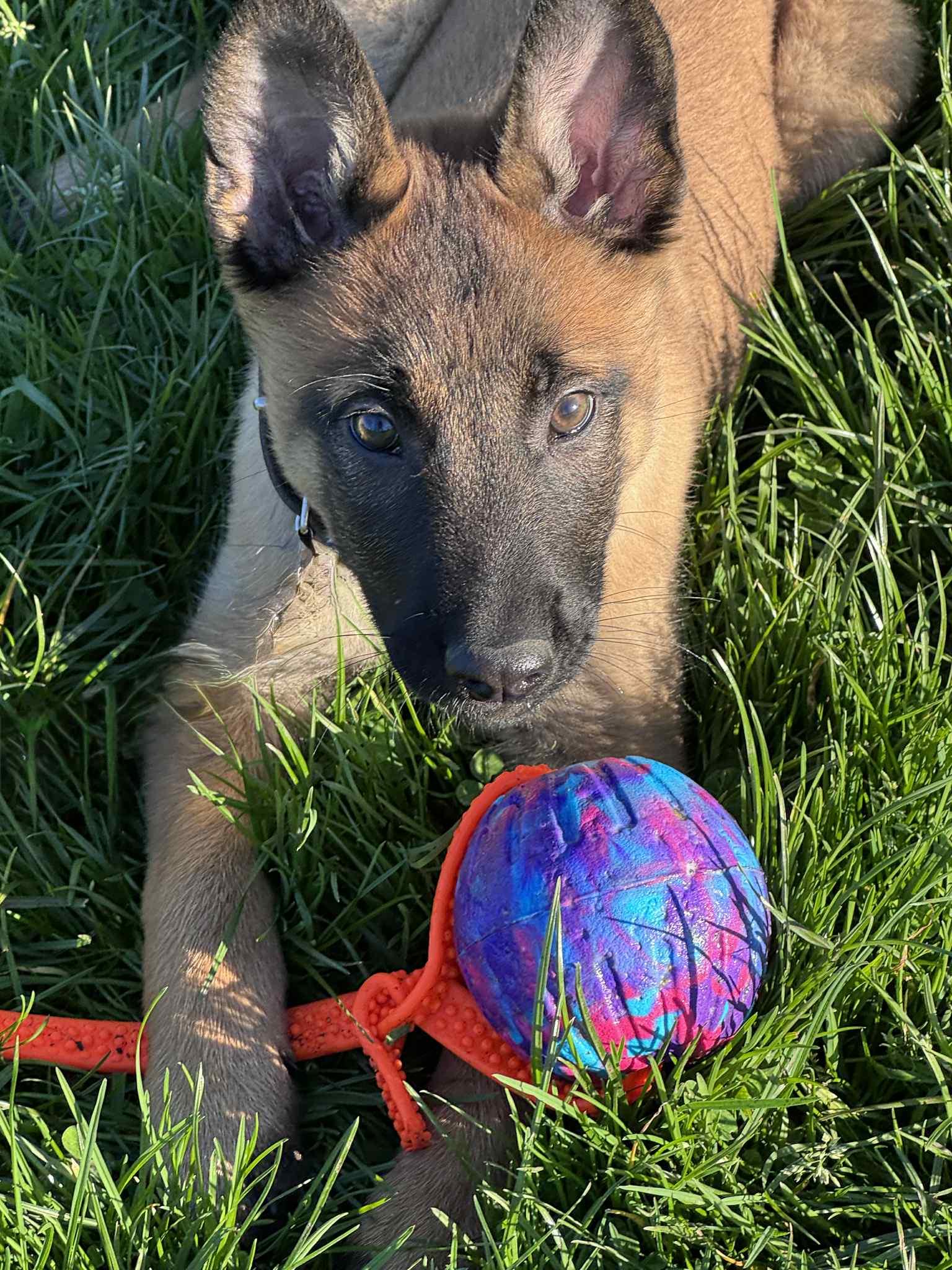 Enlarge Zeon, a Adopted Belgian Shepherd / Malinois in Vancouver, WA image 2/5