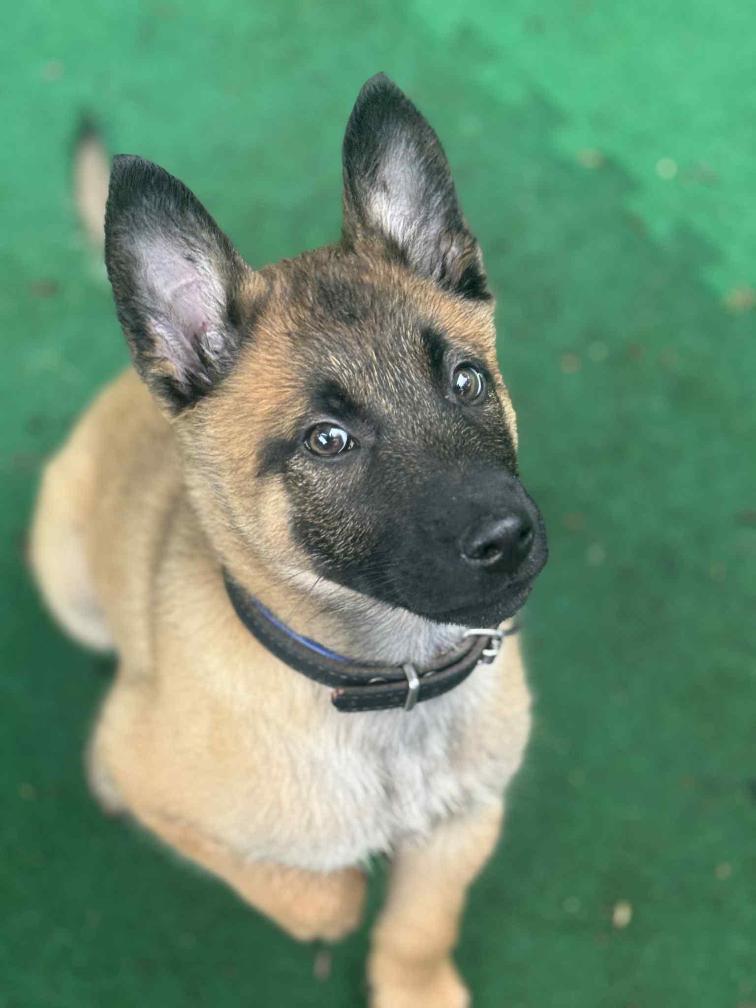 Enlarge Zeon, a Adopted Belgian Shepherd / Malinois in Vancouver, WA image 3/5