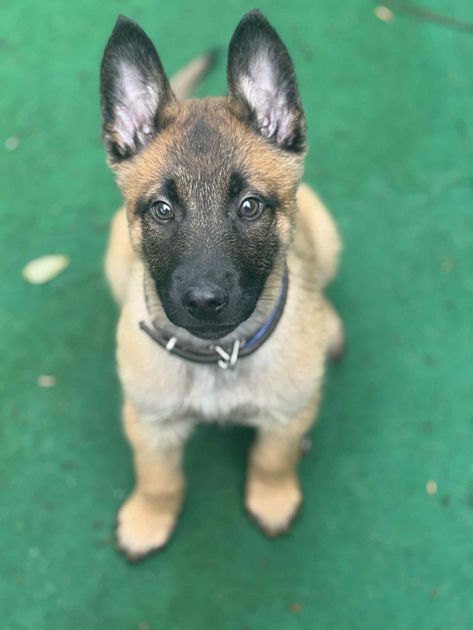 Enlarge Zeon, a Adopted Belgian Shepherd / Malinois in Vancouver, WA image 4/5