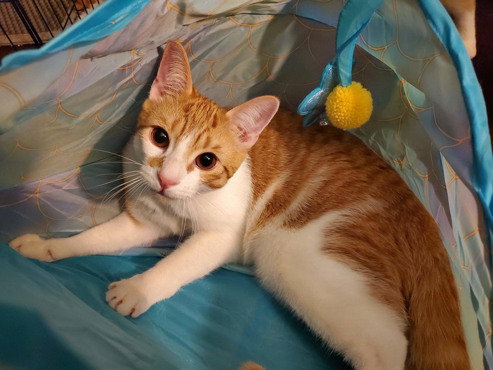 Muenster, Adoptable, Young Male Domestic Short Hair.