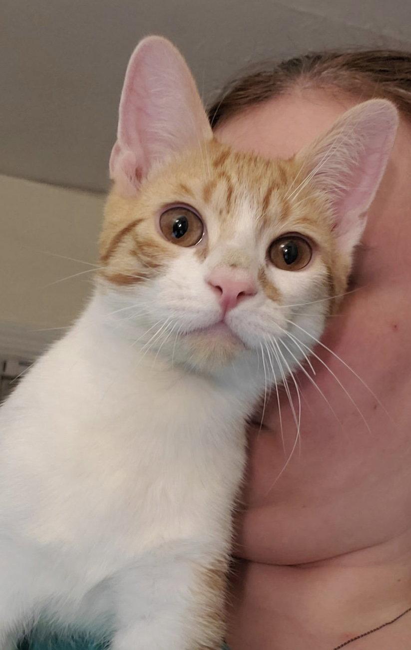 Muenster, a Adoptable Domestic Short Hair in Flushing, NY image 2/3