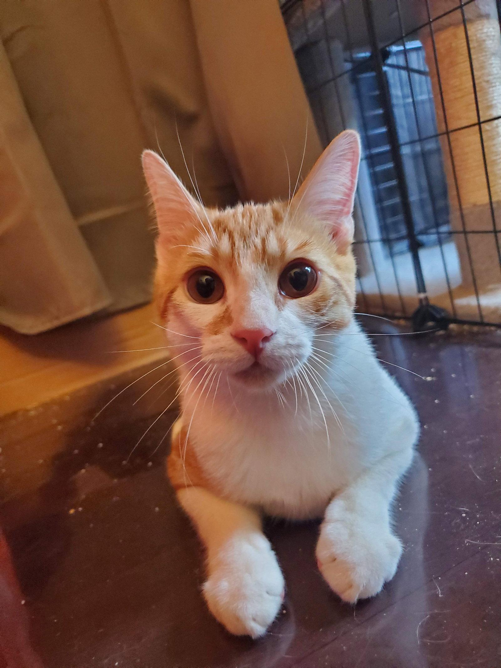 Muenster, a Adoptable Domestic Short Hair in Flushing, NY image 3/3