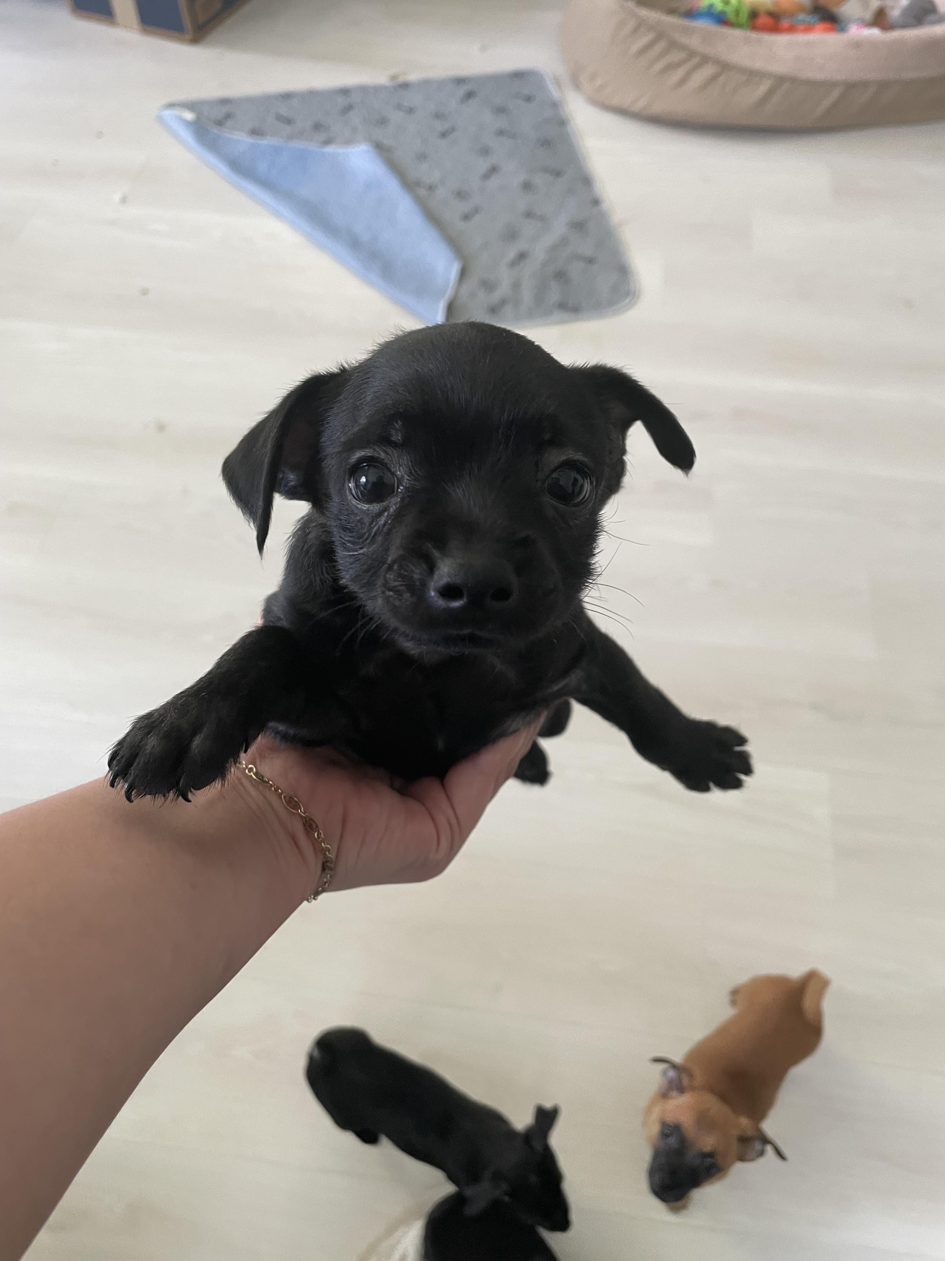 Enlarge Espresso, a Adoptable mixed breed in Port Saint Lucie, FL image 2/4