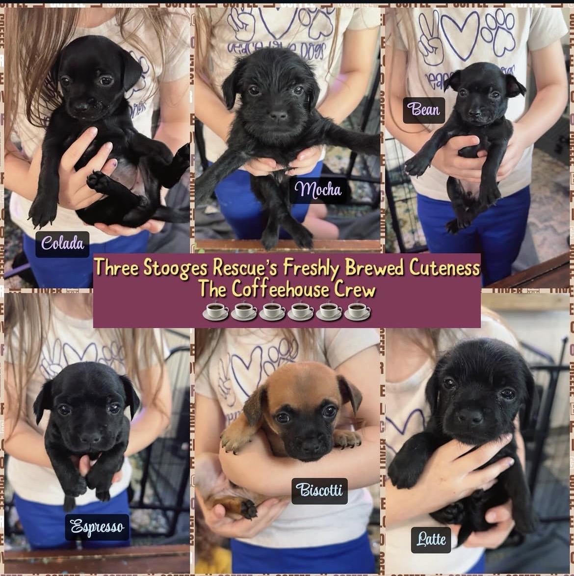 Enlarge Espresso, a Adoptable mixed breed in Port Saint Lucie, FL image 3/4