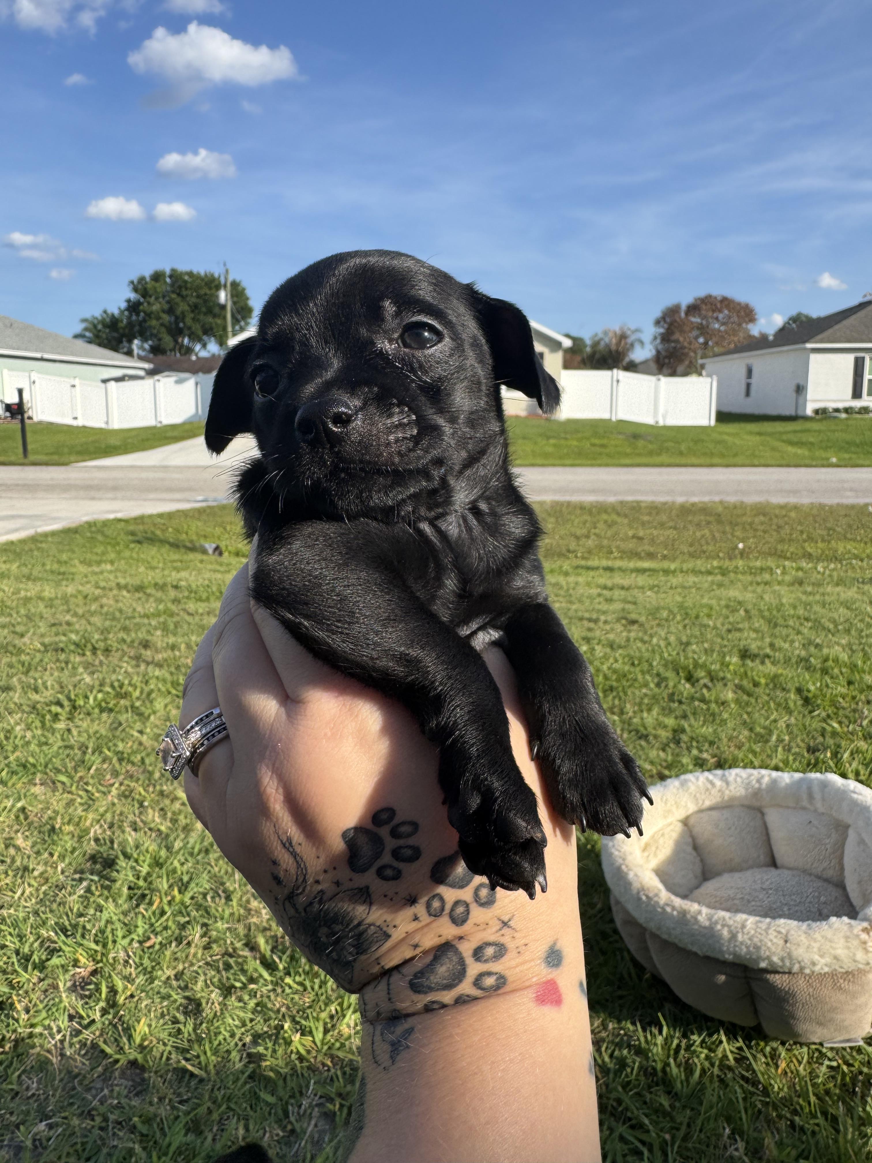 Espresso, Adoptable, Puppy Male Wire Fox Terrier.