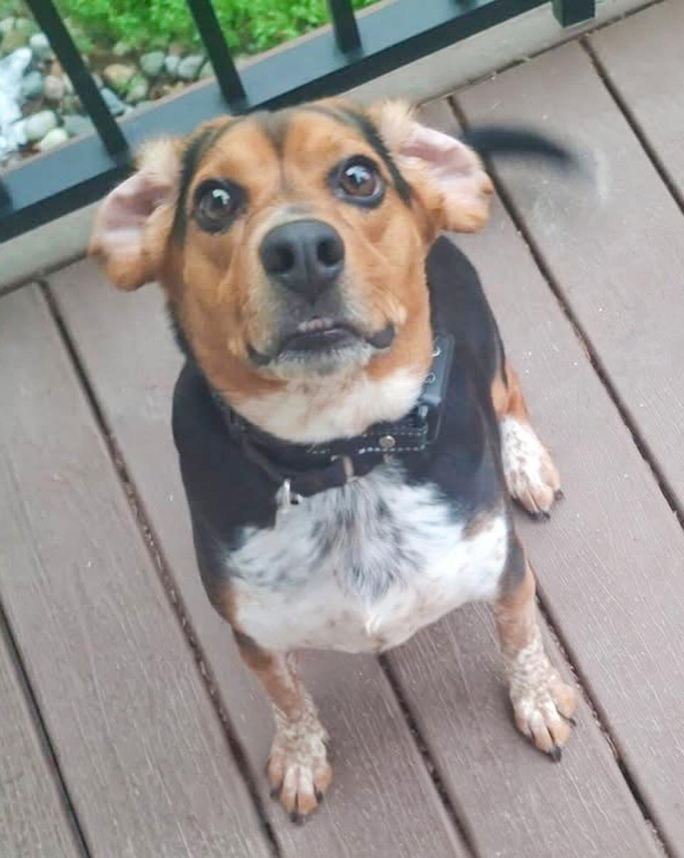 Enlarge GIZMO- Needs a forever home, an adopted Beagle in Birmingham, MI image 2/2
