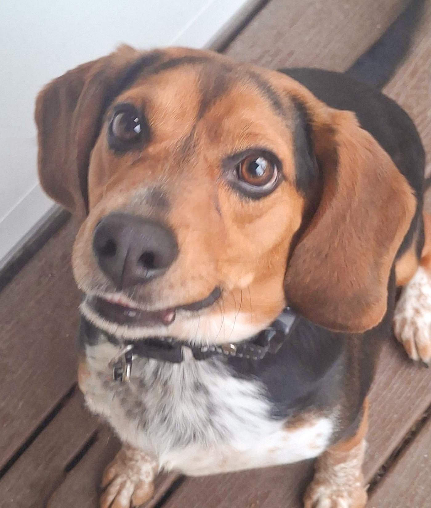 GIZMO- Needs a forever home, adopted, Adult Male Beagle.